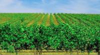 CME/CDE Gastronomical Tour of Spain