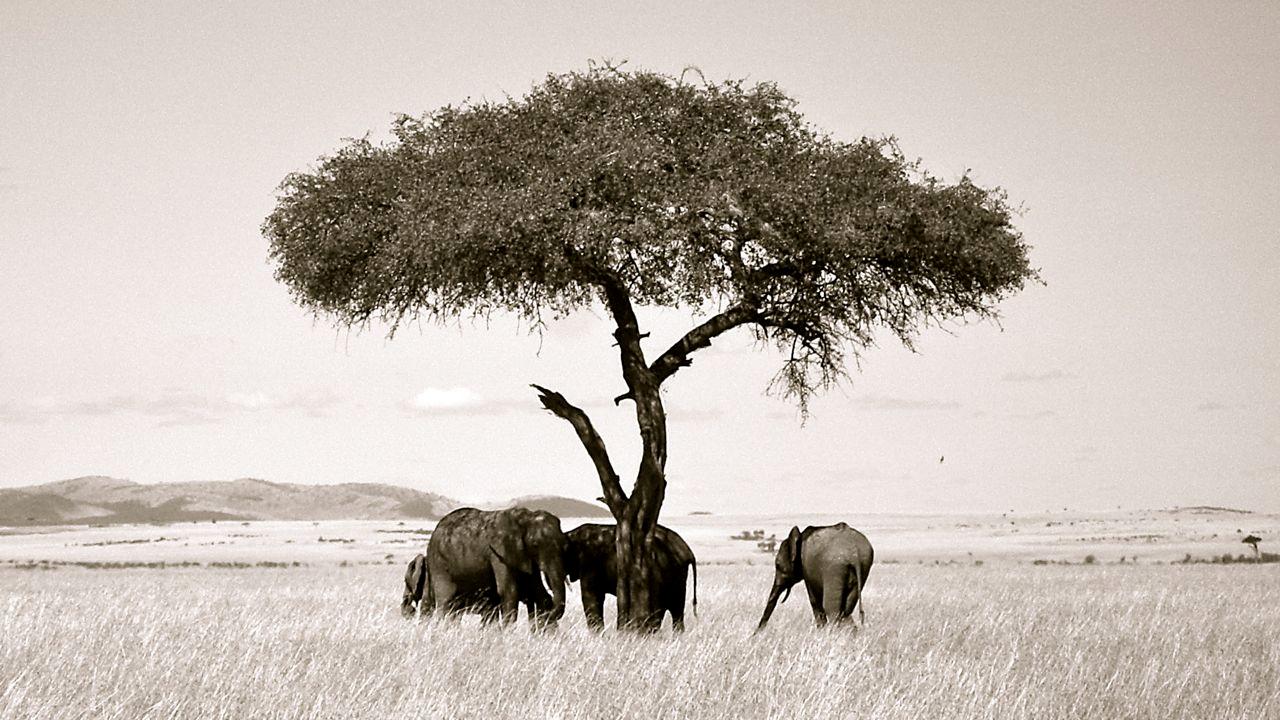 CME Tour Program Kenya Tanzania